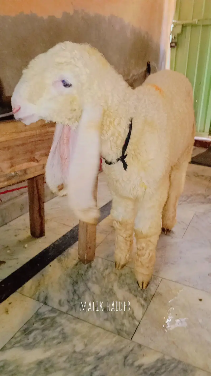 pure kajla male top quality bacha for sale Whatsapp no 03274600724 — photo 2