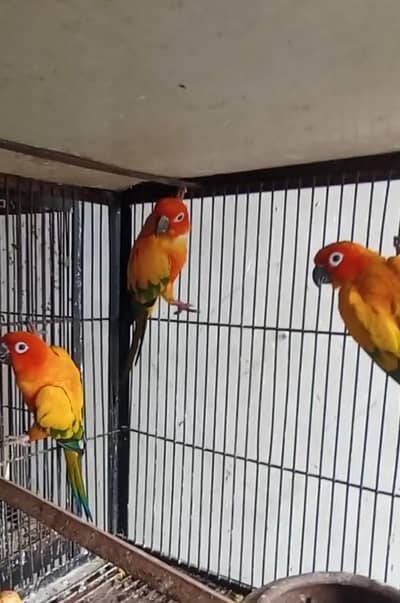 Extreme Red Factor DNA Tested Sunconure Pair