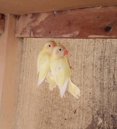LOVE BIRD PAIR FOR SALE