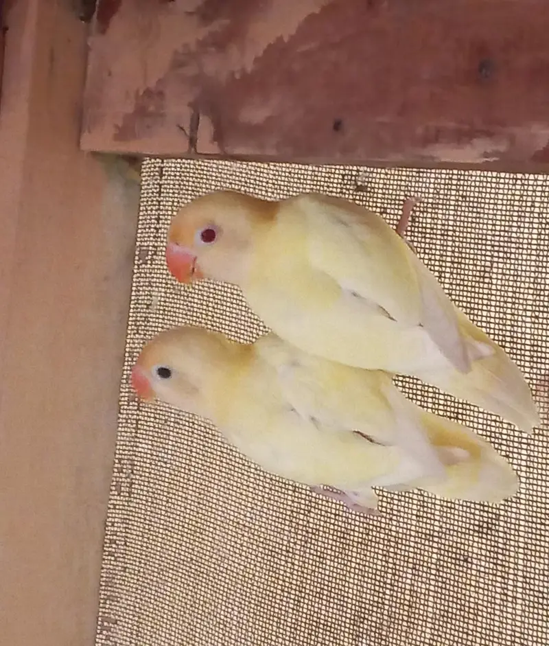 LOVE BIRD PAIR FOR SALE — photo 2