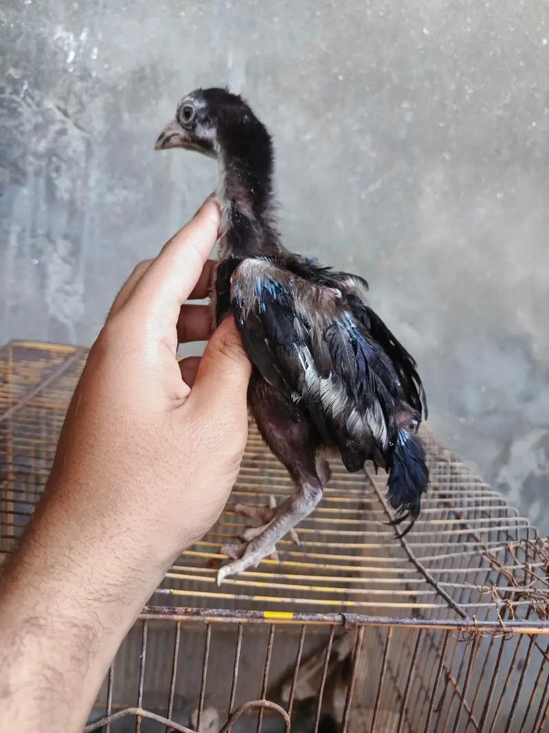 aseel Chicks — photo 2
