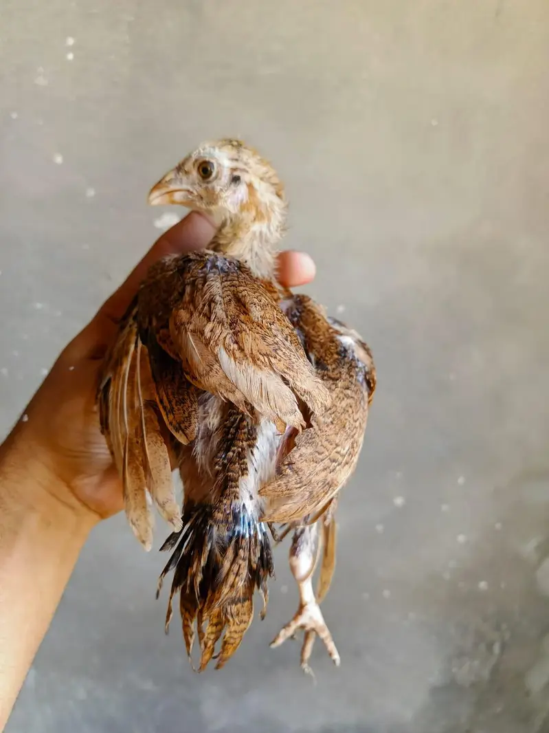 aseel Chicks — photo 3