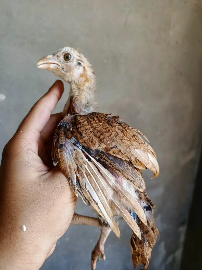 aseel Chicks — photo 4