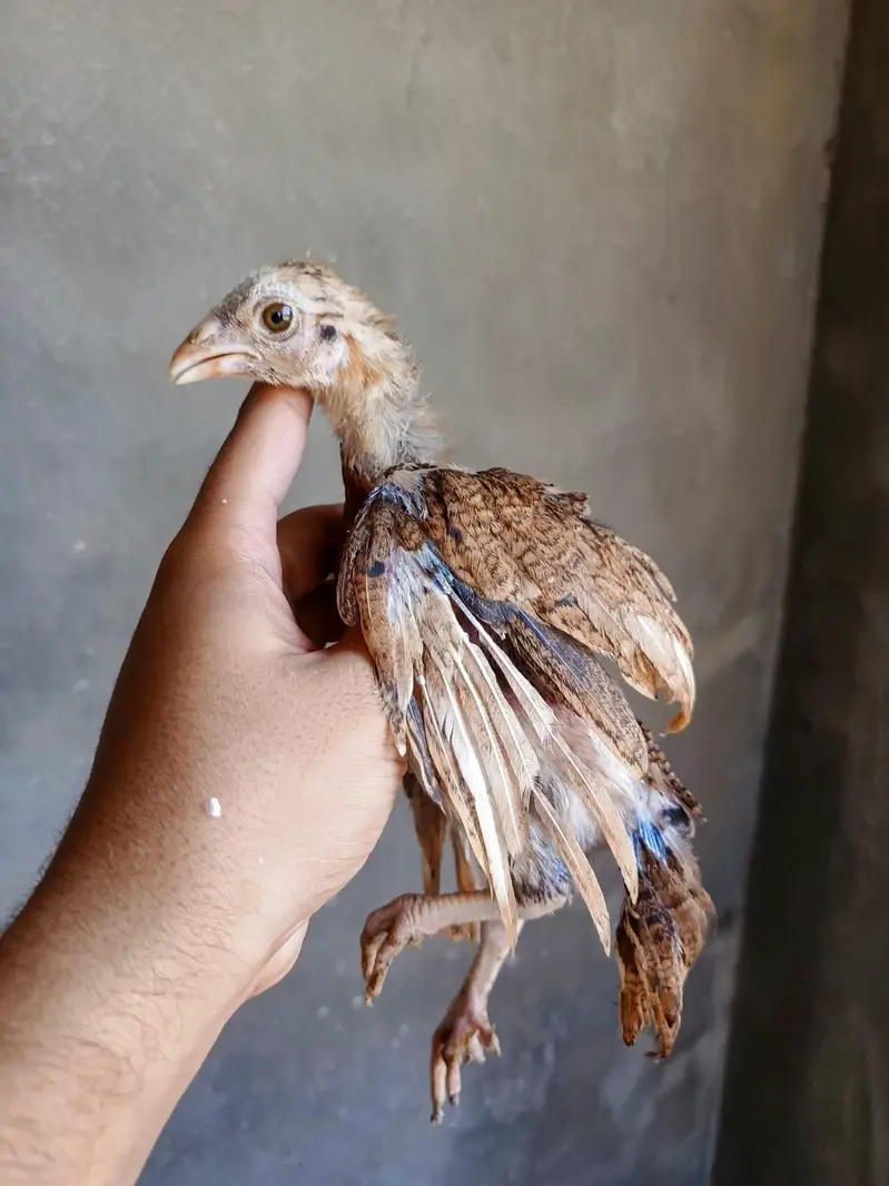 aseel Chicks — photo 5