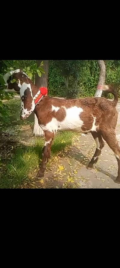nagraa betal male 4 month age