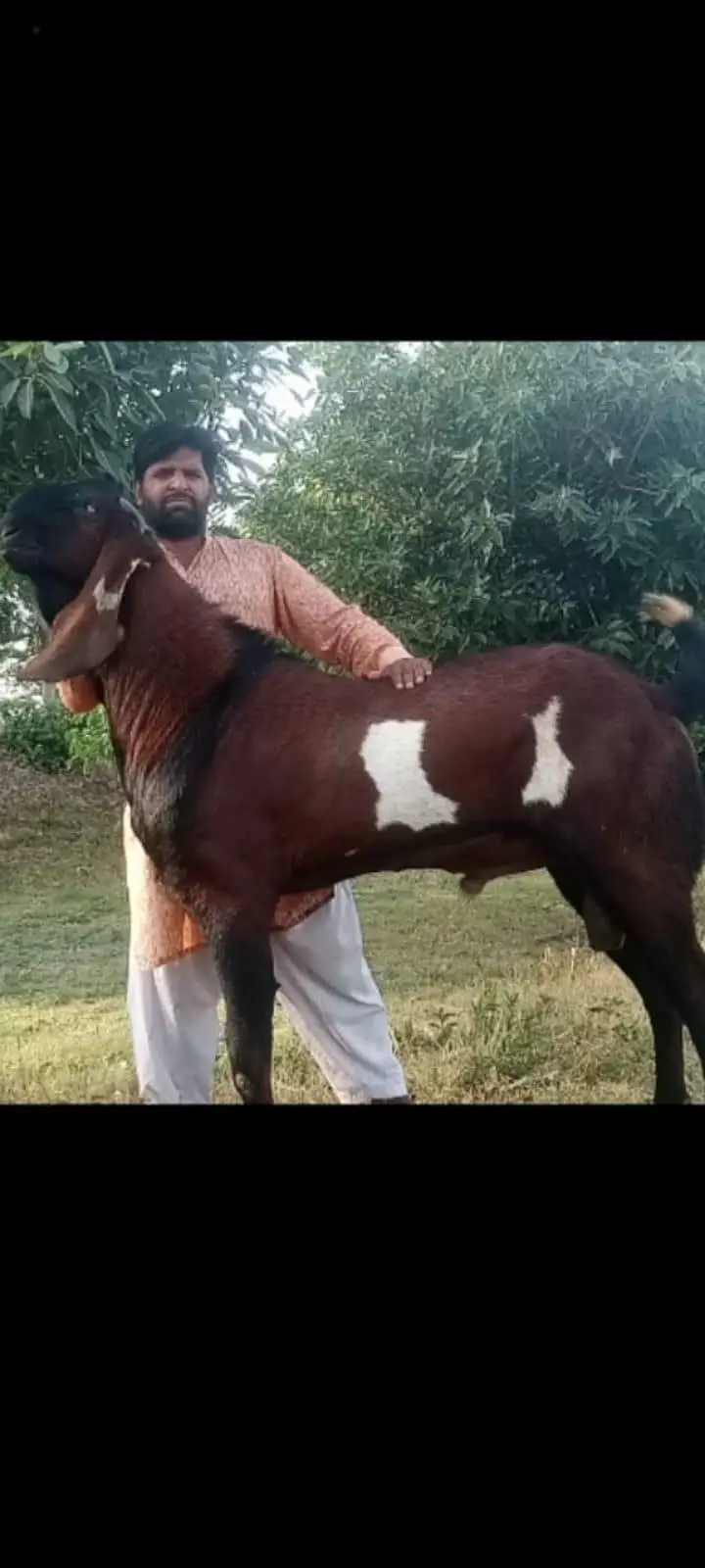 nagraa betal male 4 month age — photo 2