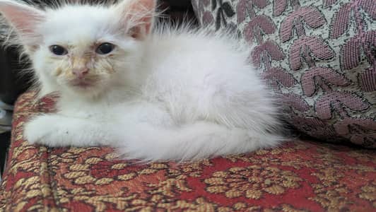argent sale krni ha