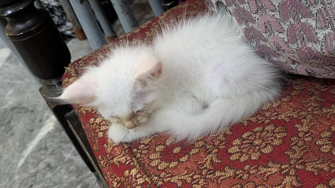 argent sale krni ha — photo 3