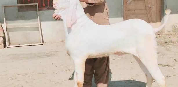 Rajanpuri Gulabi Bakra Urgent For Sale/ 03269382133