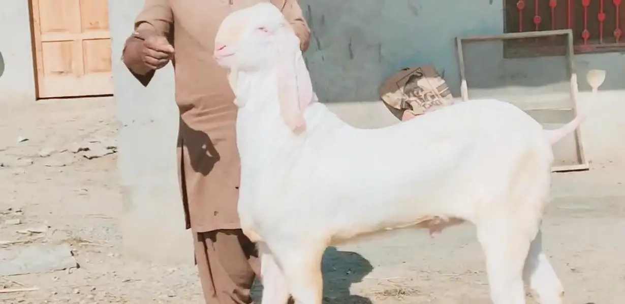 Rajanpuri Gulabi Bakra Urgent For Sale/ 03269382133 — photo 2