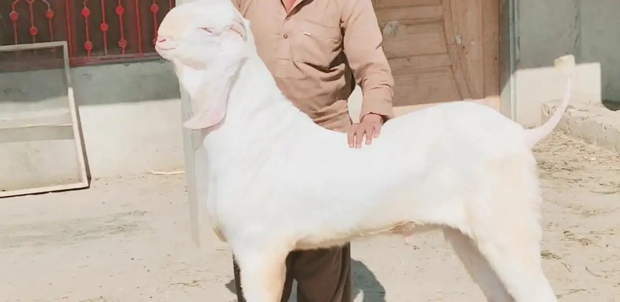 Rajanpuri Gulabi Bakra Urgent For Sale/ 03269382133 — photo 3