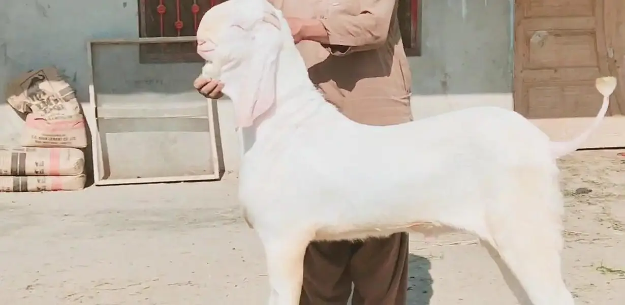 Rajanpuri Gulabi Bakra Urgent For Sale/ 03269382133 — photo 4