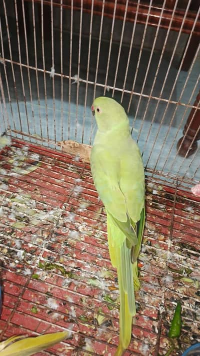 breeder female for sale hy