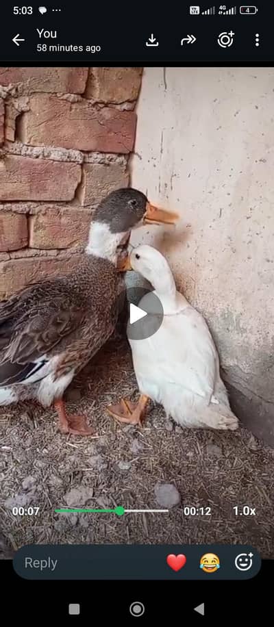 one pair of ducks