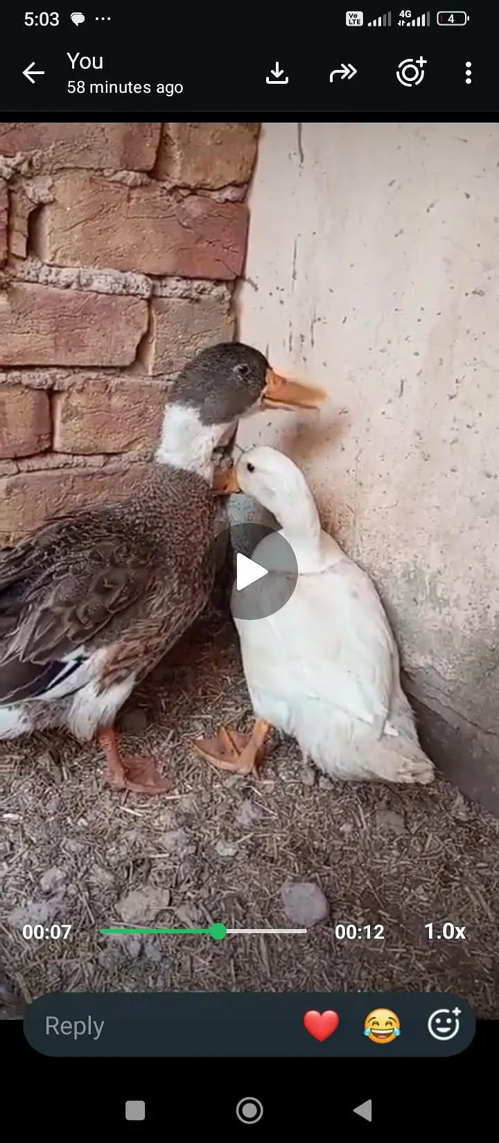 one pair of ducks