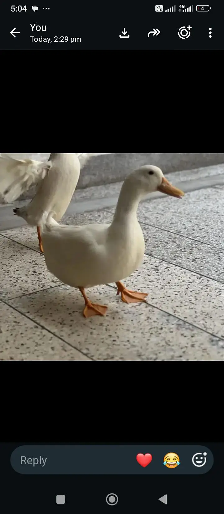 one pair of ducks — photo 2