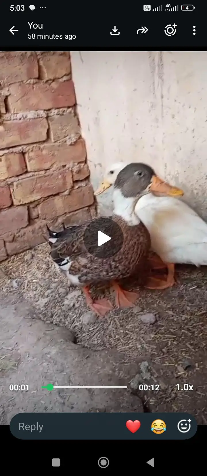 one pair of ducks — photo 3