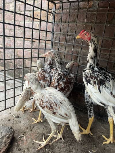 Aseel mianwali,heera,shamo for sale