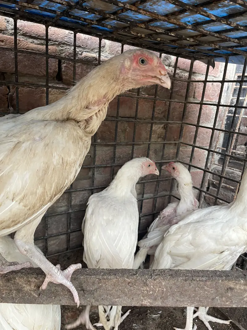 Aseel mianwali,heera,shamo for sale — photo 2