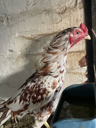Aseel mianwali,heera,shamo for sale