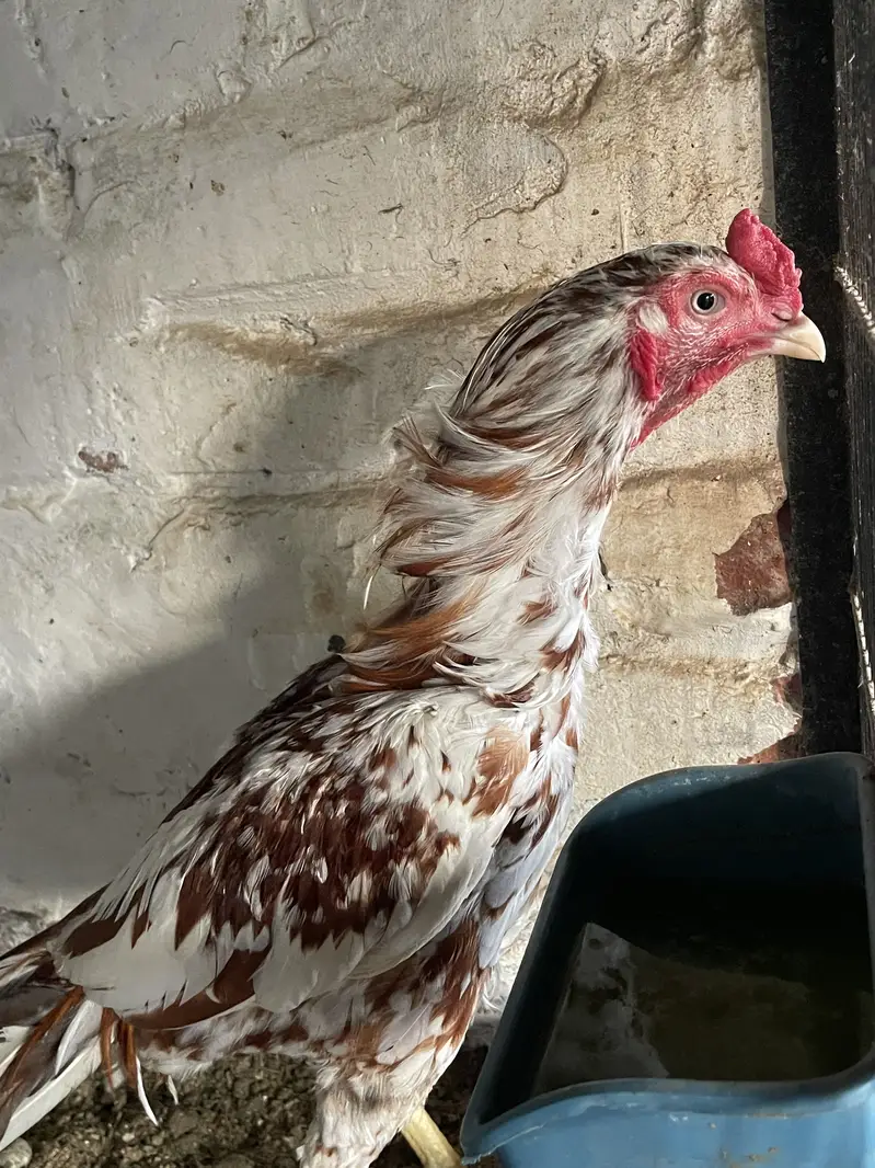 Aseel mianwali,heera,shamo for sale — photo 3