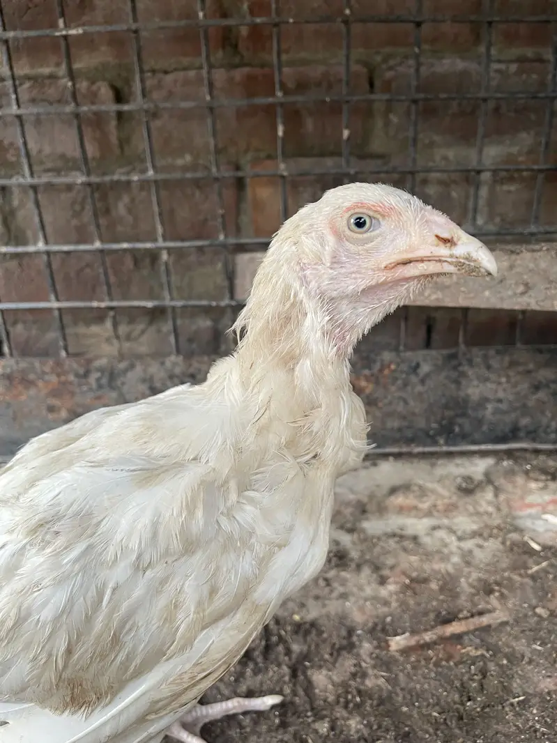 Aseel mianwali,heera,shamo for sale — photo 4