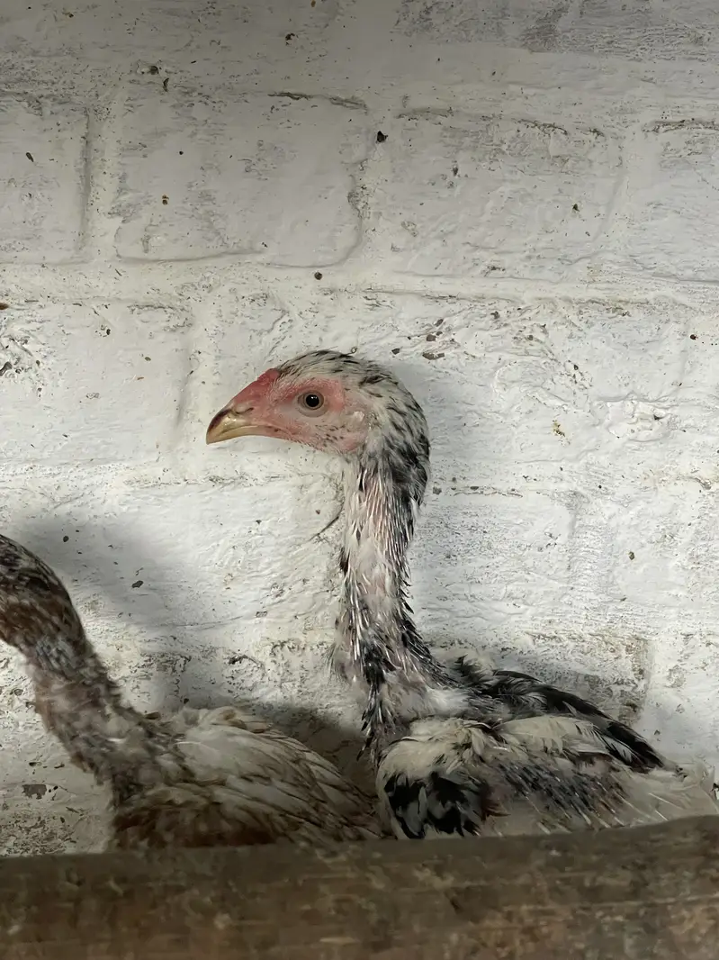 Aseel mianwali,heera,shamo for sale — photo 5