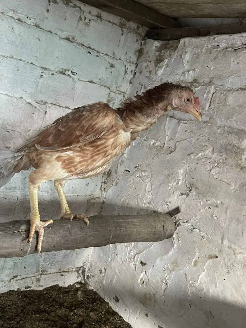 Aseel mianwali,heera,shamo for sale — photo 6