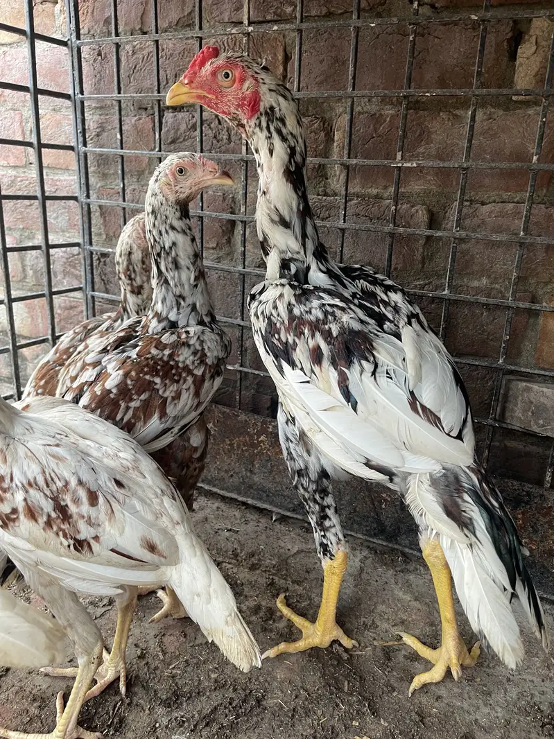 Aseel mianwali,heera,shamo for sale — photo 7