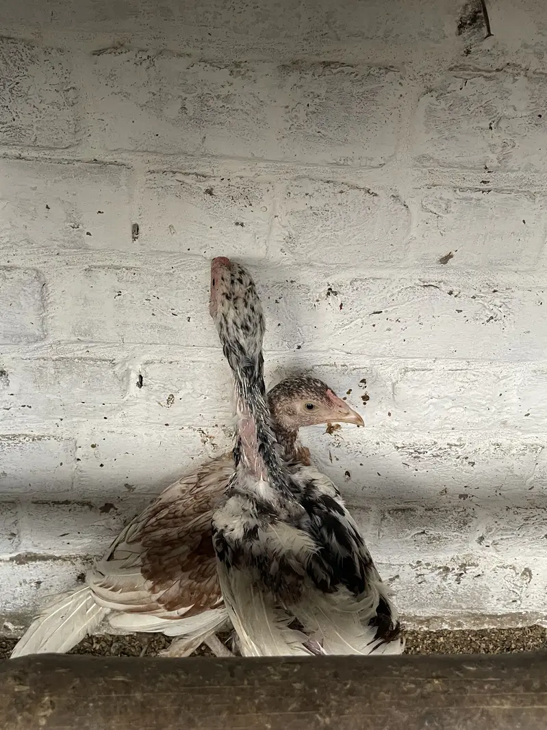 Aseel mianwali,heera,shamo for sale — photo 8