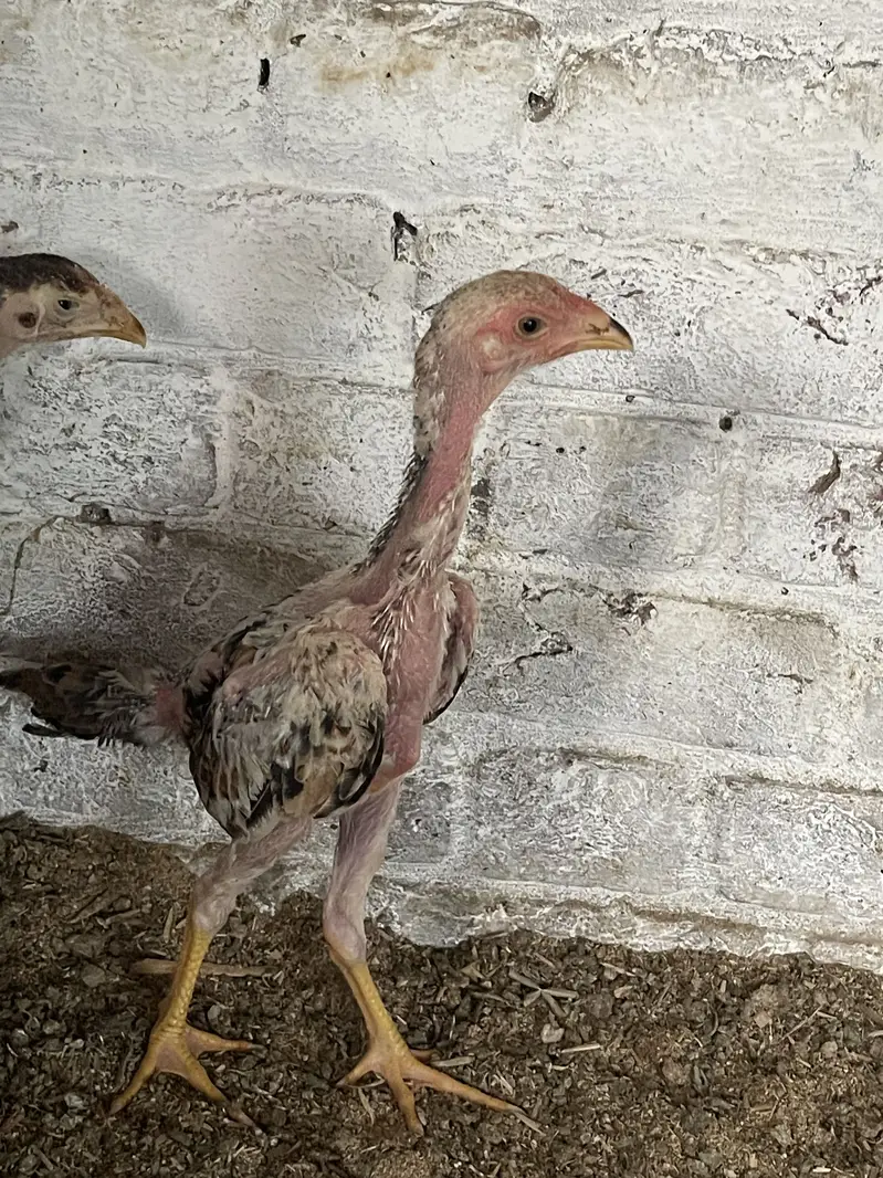 Aseel mianwali,heera,shamo for sale — photo 9
