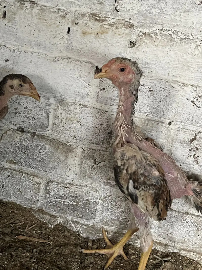 Aseel mianwali,heera,shamo for sale — photo 10