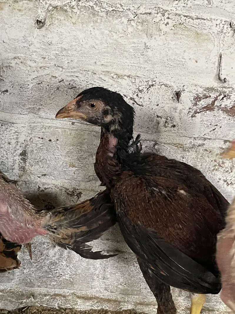 Aseel mianwali,heera,shamo for sale — photo 11