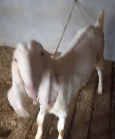 bakri