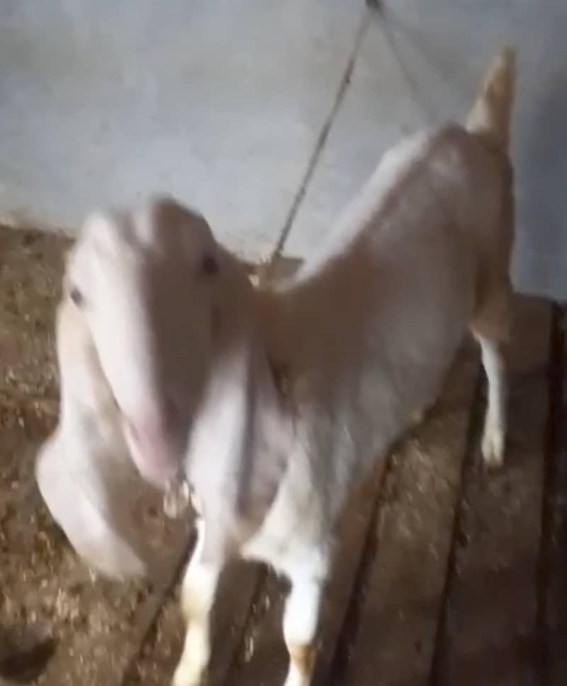 bakri 0
