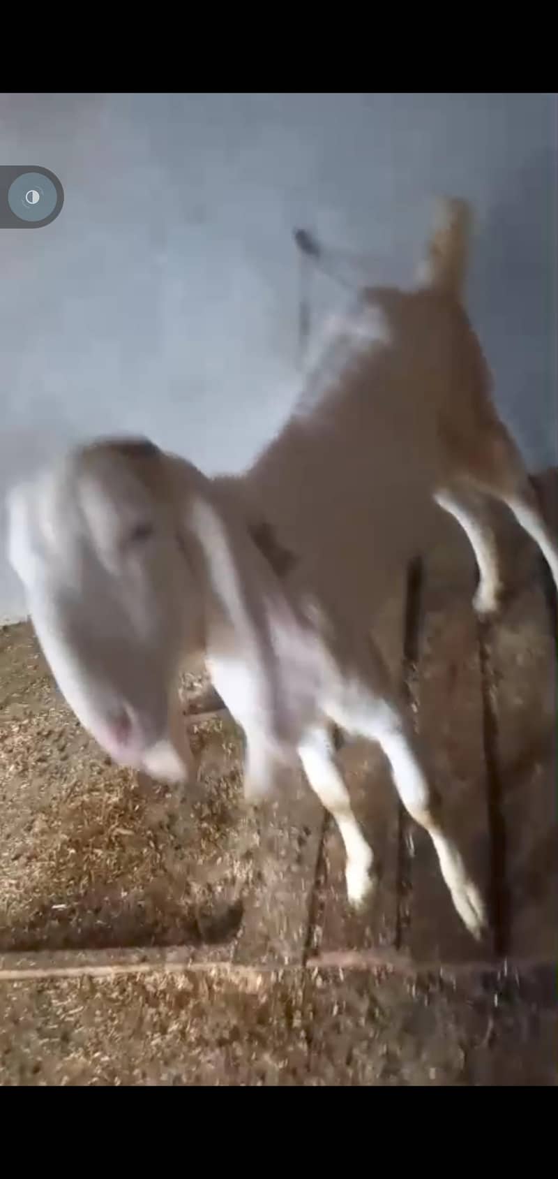 bakri 1