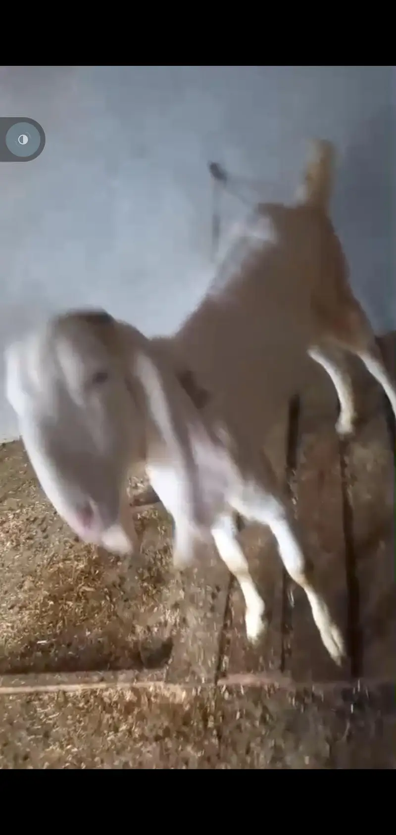 bakri — photo 2