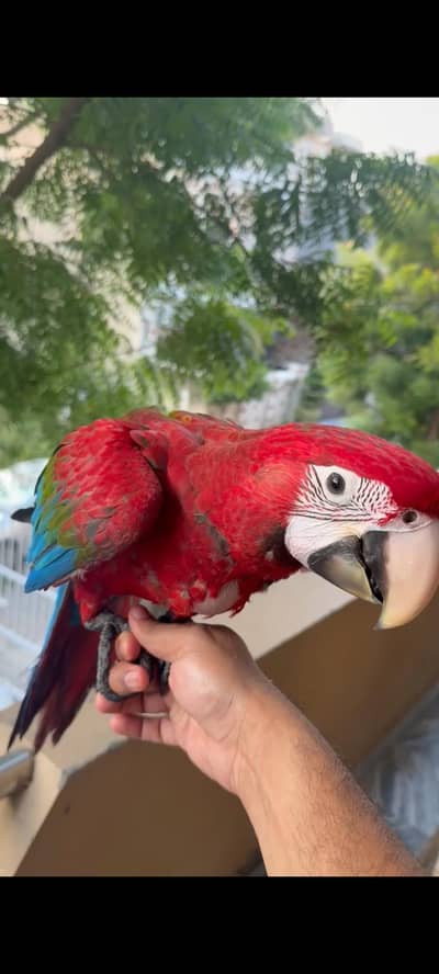 GreenWing Macaw