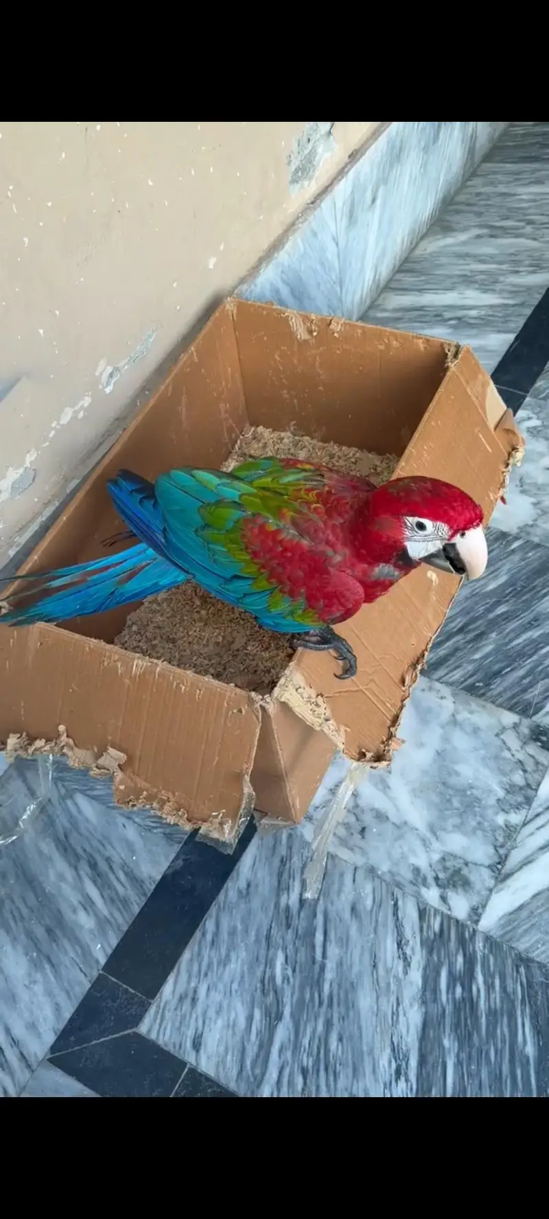 GreenWing Macaw — photo 2