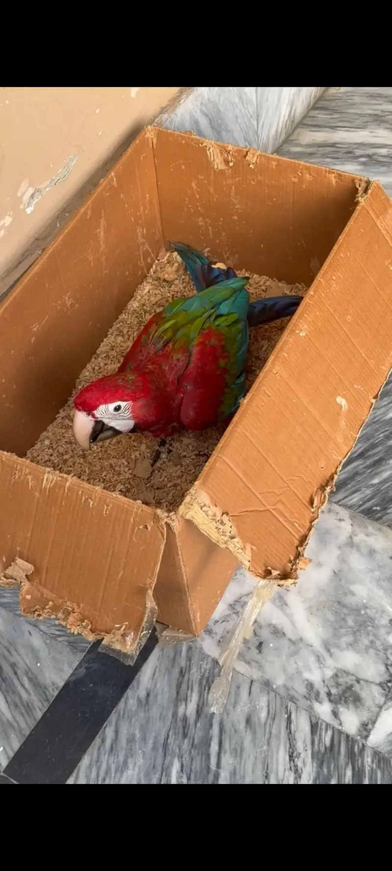 GreenWing Macaw — photo 3