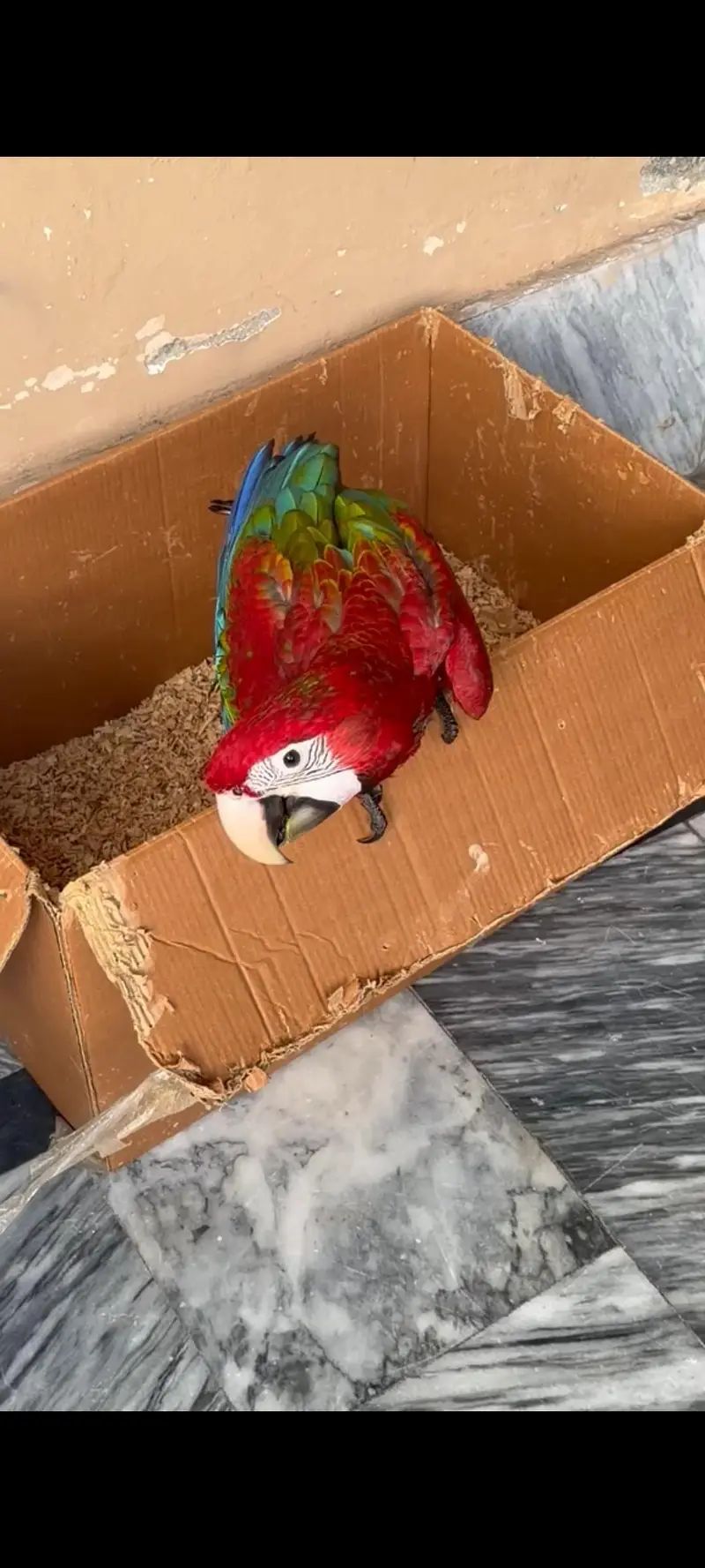 GreenWing Macaw — photo 4