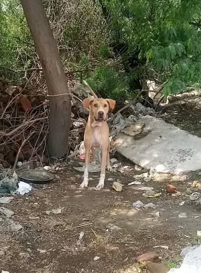 bully gultair male double body for sale