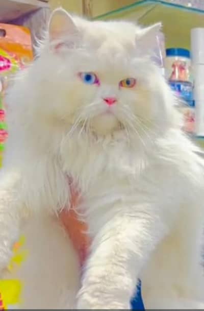 Persian kittens|triple Coated|Punch Face kittens |cute |white Cats