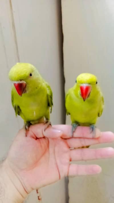 03435131048 Green ringneck  parrots handtame pair
