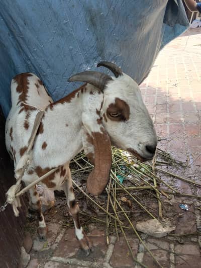 Dogli bakri big size 3 month ki pregnant