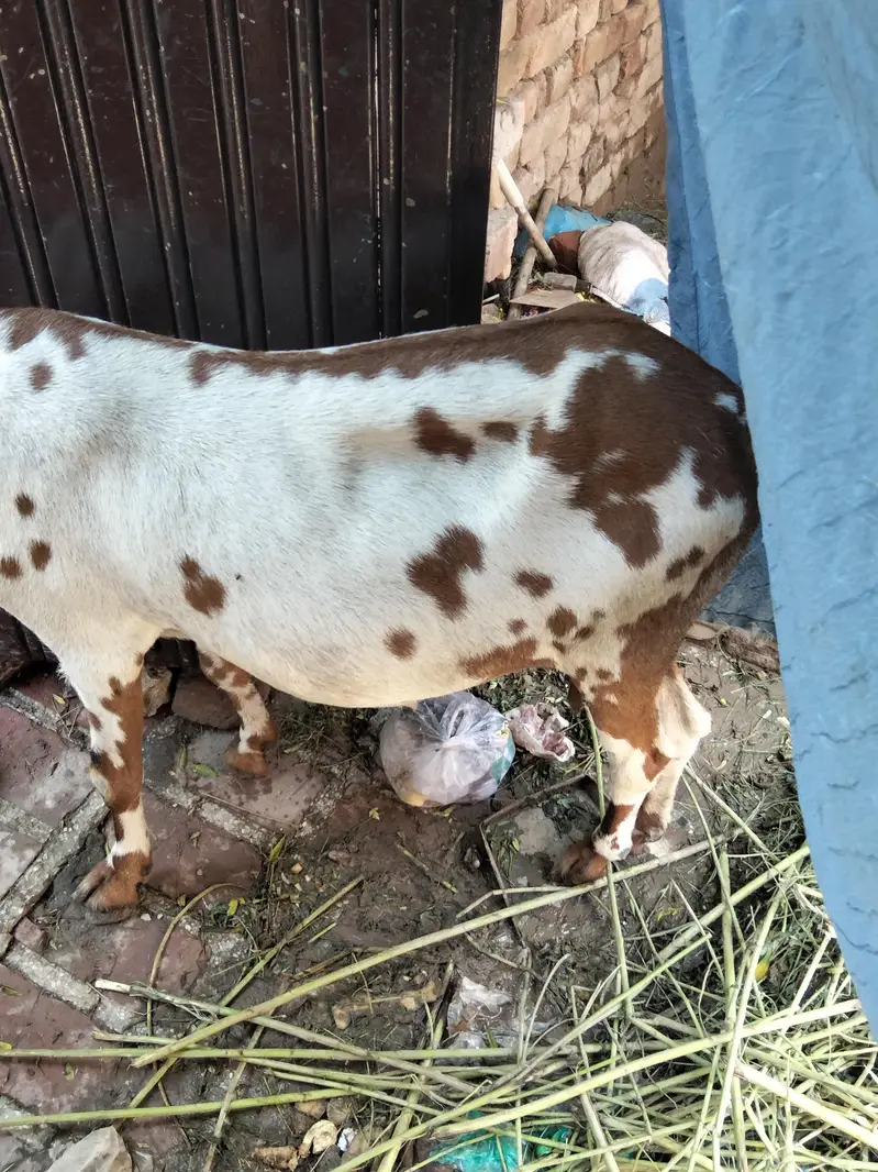 Dogli bakri big size 3 month ki pregnant — photo 2
