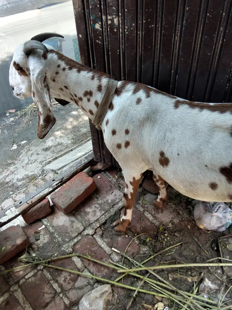 Dogli bakri big size 3 month ki pregnant — photo 3