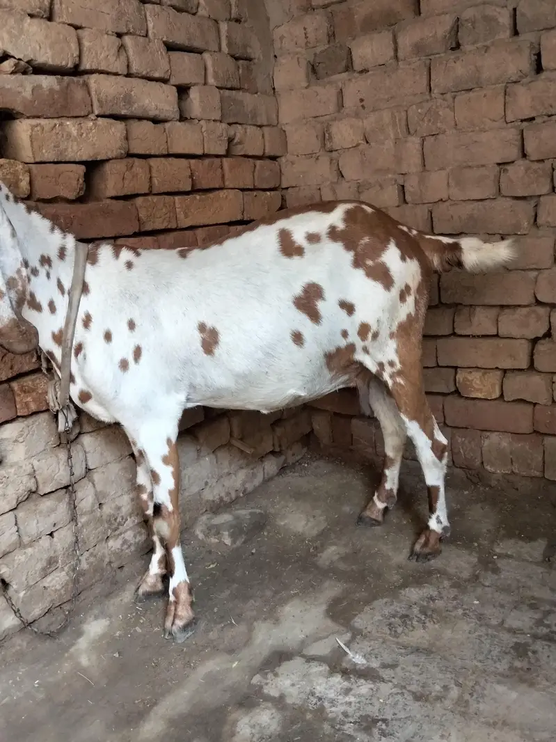 Dogli bakri big size 3 month ki pregnant — photo 4