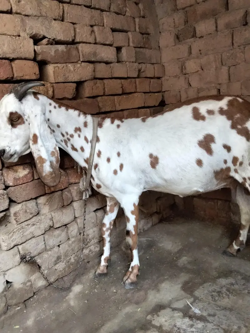 Dogli bakri big size 3 month ki pregnant — photo 5