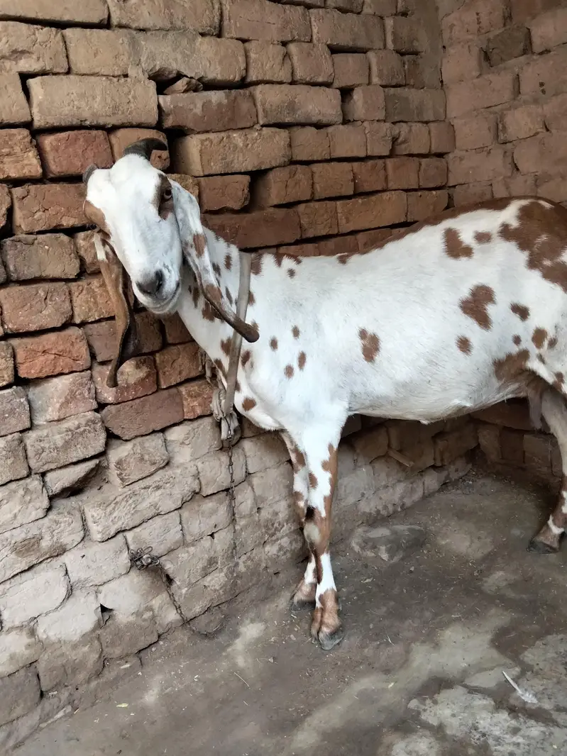 Dogli bakri big size 3 month ki pregnant — photo 6